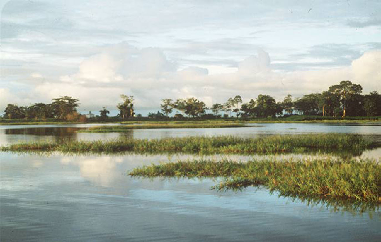 Lake Calado, Amazon.