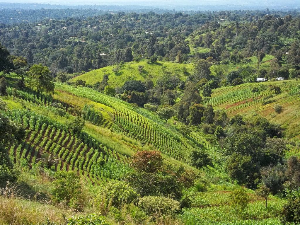 Bamougong, Ouest Cameroun Cultures en billons