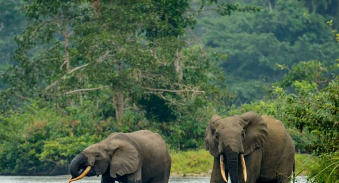 Elephants Gabon