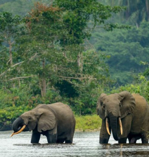 Elephants Gabon