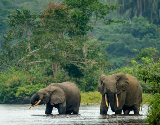 Elephants Gabon